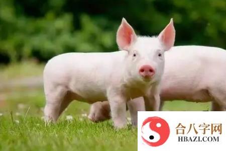 猪狗属相合不合 在婚姻配对上是中等婚配