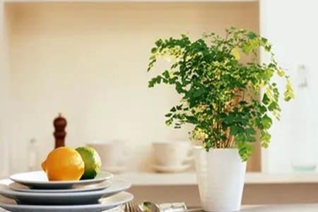 哪些植物利于家居风水