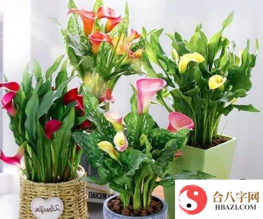 室外阳台种什么植物风水好又旺财 阳台最旺宅的植物一览表