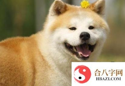 属狗女嫁给谁可以享福？属狗女的最佳配偶