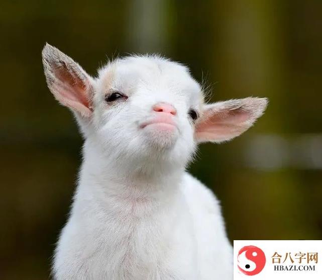属羊人什么一碰就发财，最适合属羊人的行业