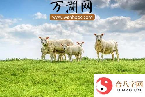 属羊男的性格特点和脾气 生肖羊一生的命理详解