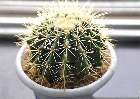 破坏财运的风水物品