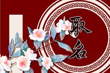 高端洋气的宠物店名字 宠物店名字高级大气
